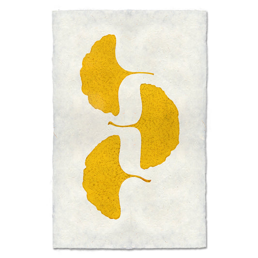 Three Yellow Ginkgos