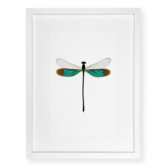 Turquoise Damsel - standard (20x30) / English watercolor / white on white shadowbox