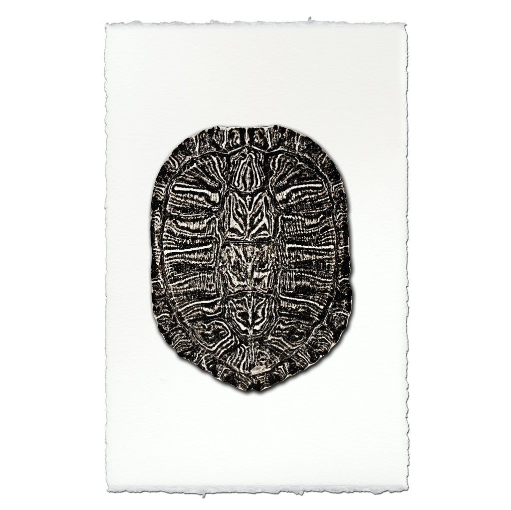 Different Turtle Shell Print Turtle Shell #1 – printstockist.com