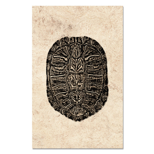 Turtle Shell #1