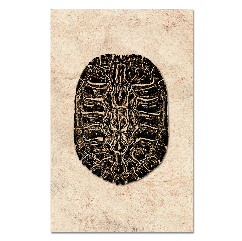 Turtle Shell #2