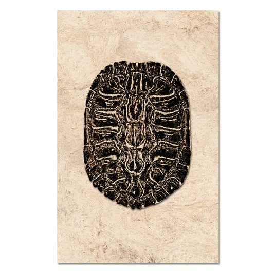 Turtle Shell #2