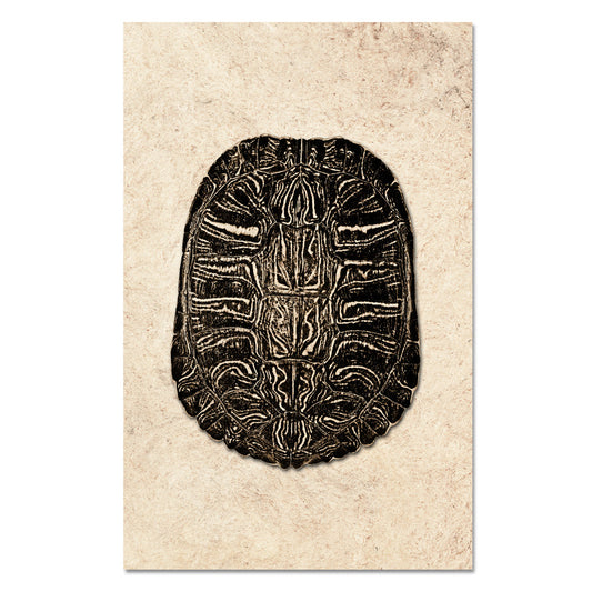 Turtle Shell #3