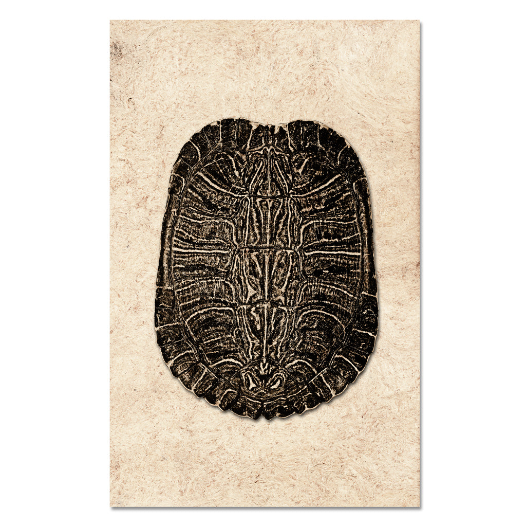 Turtle Shell #4