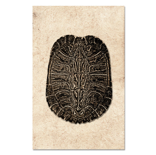 Turtle Shell #4