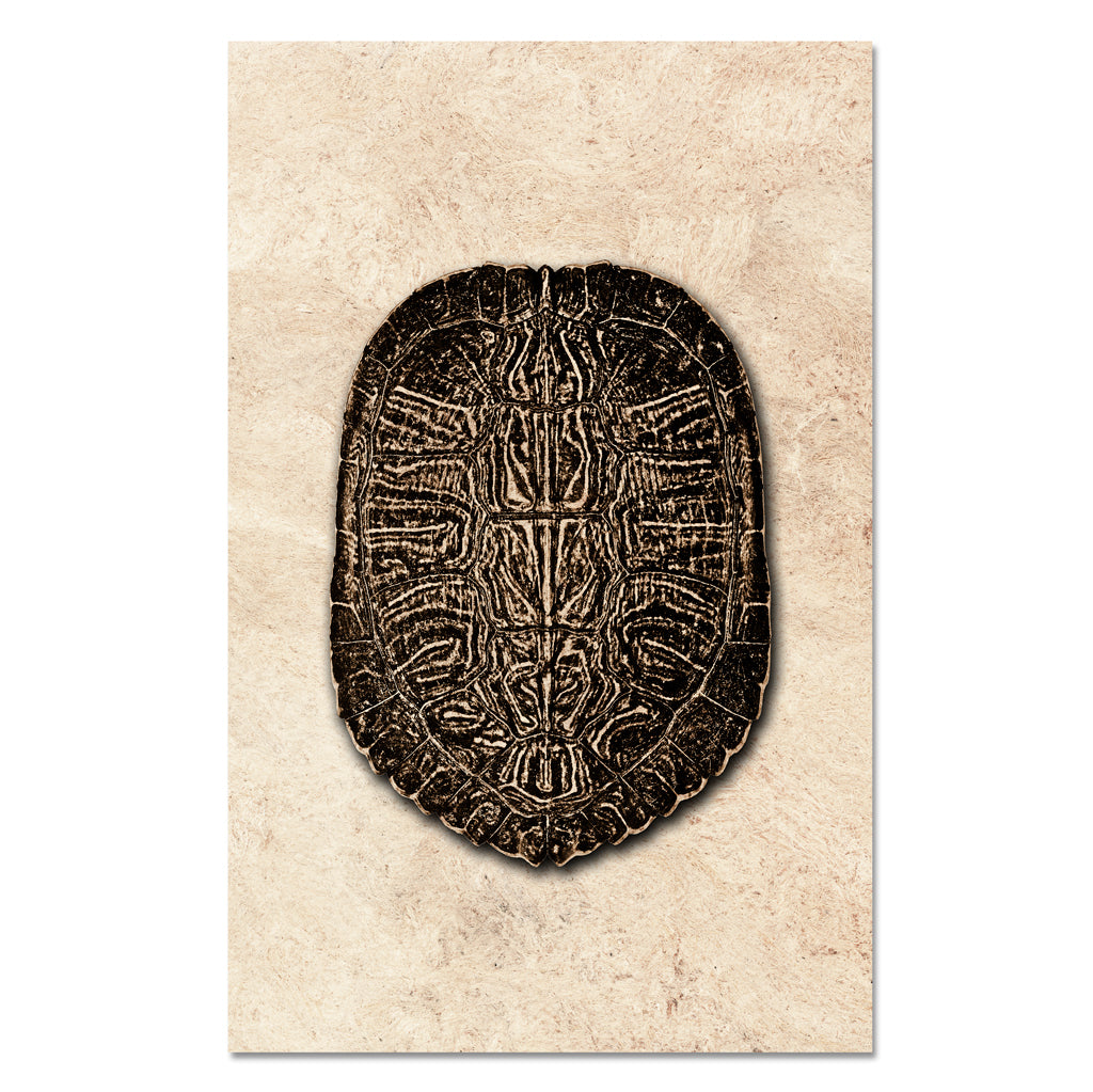 Turtle Shell #5