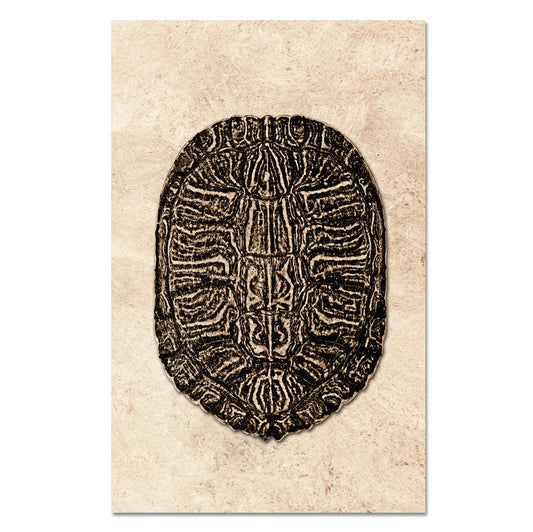 Turtle Shell #6