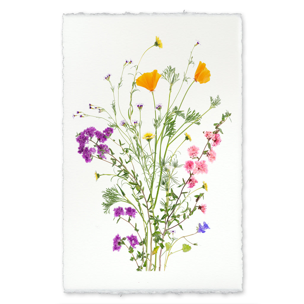 Wildflowers Of The West
