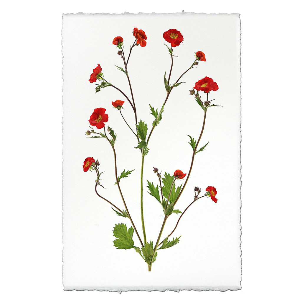 Water Avens
