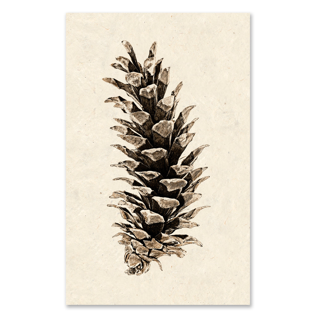 Western White Pine grand format