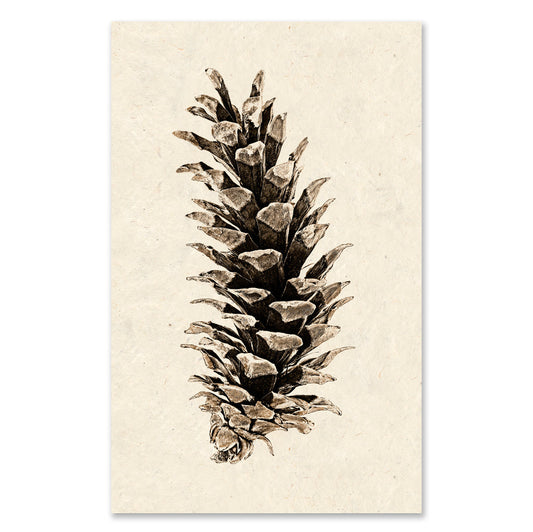 Western White Pine grand format