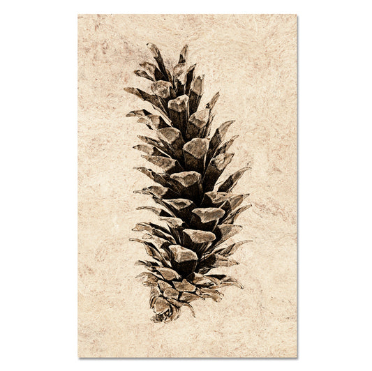 Western White Pine