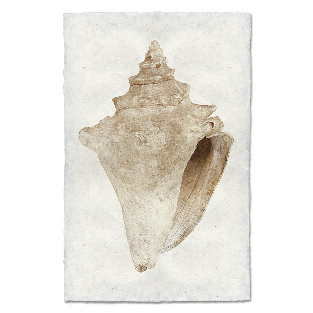 Weathered Conch