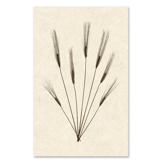 Wheat Form #2 grand format