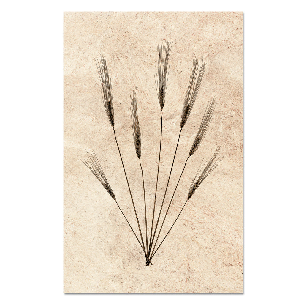 Wheat Form #2