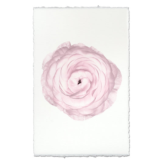 Blush Ranunculus