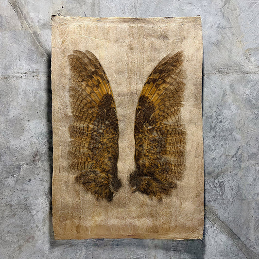 Owl Wings (Amate Sierra)