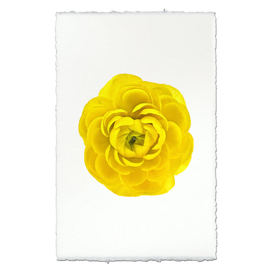 Yellow Ranunculus