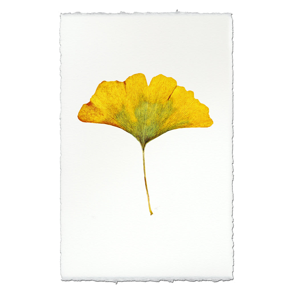 Yellow Ginkgo