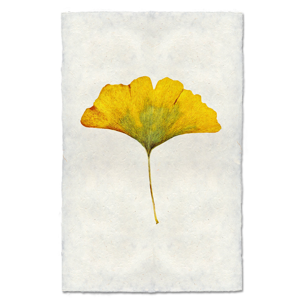 Yellow Ginkgo