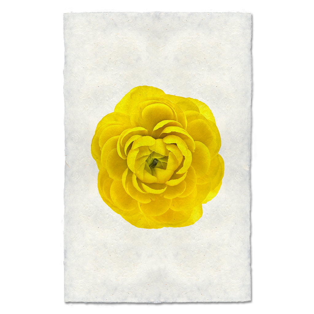 Yellow Ranunculus