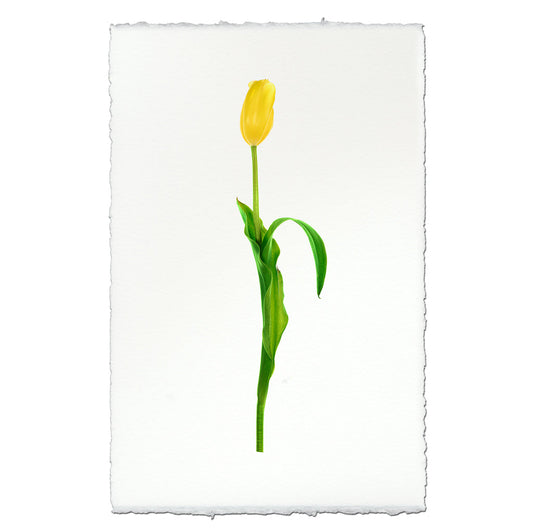 Yellow Tulip