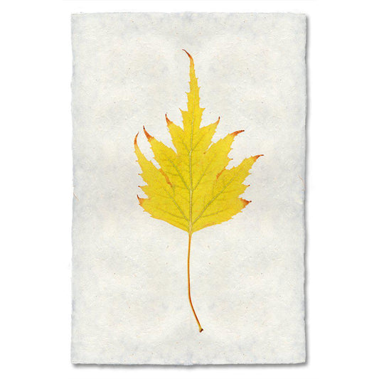 Birch Leaf