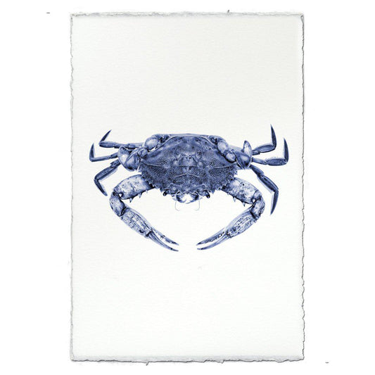 Blue Crab