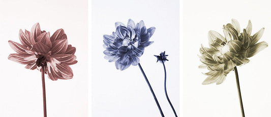 Dahlia Three Ways