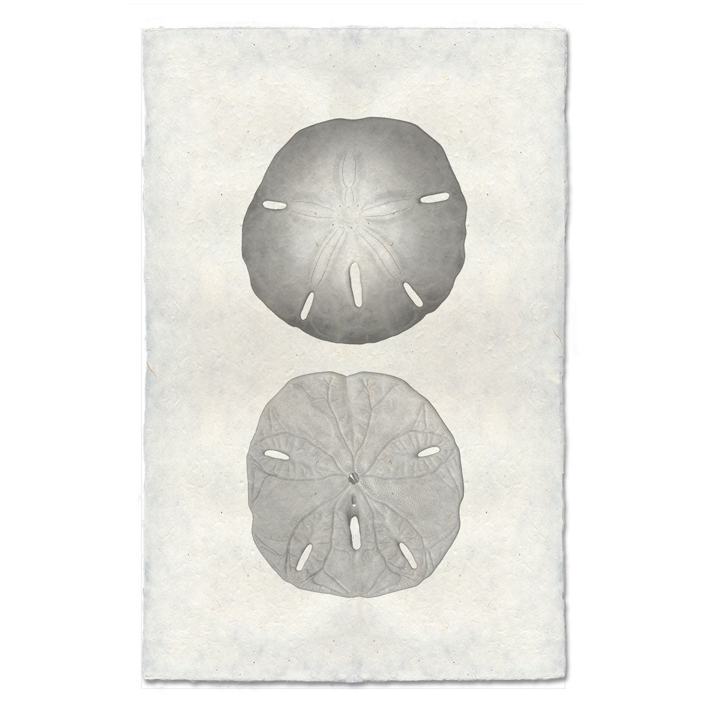 Double Sand Dollar