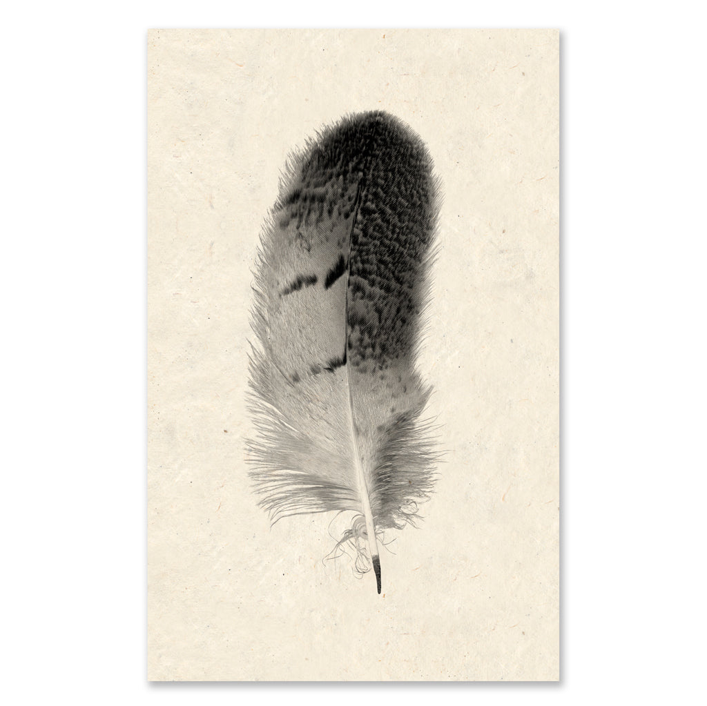 Feather #7 grand format