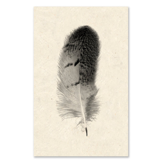 Feather #7 grand format