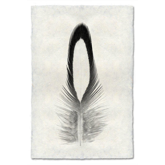 Feather Study #14 (Lady Amherst Pheasant Tippet)