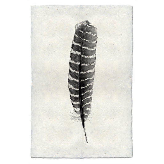 Feather Study #16 (Wild Turkey)