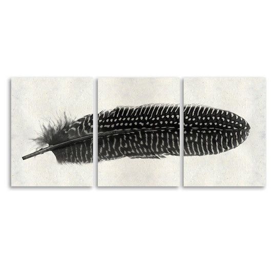 Feather #5 Trilogy Horizontal