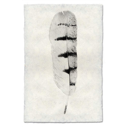 Feather Study #8 (Hawk)