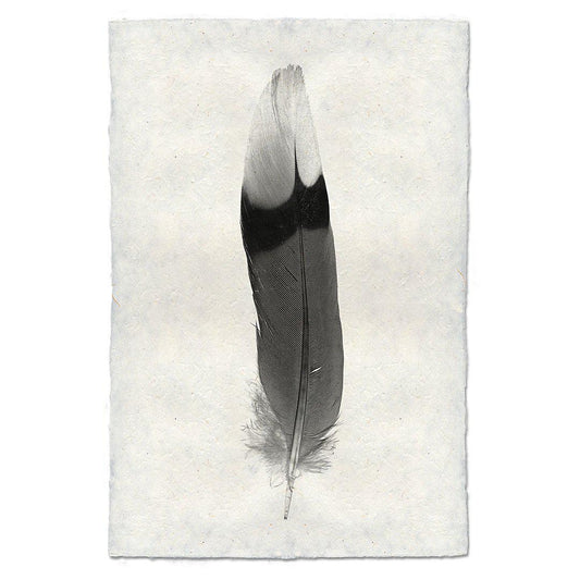 Feather Study #9 (Jay)