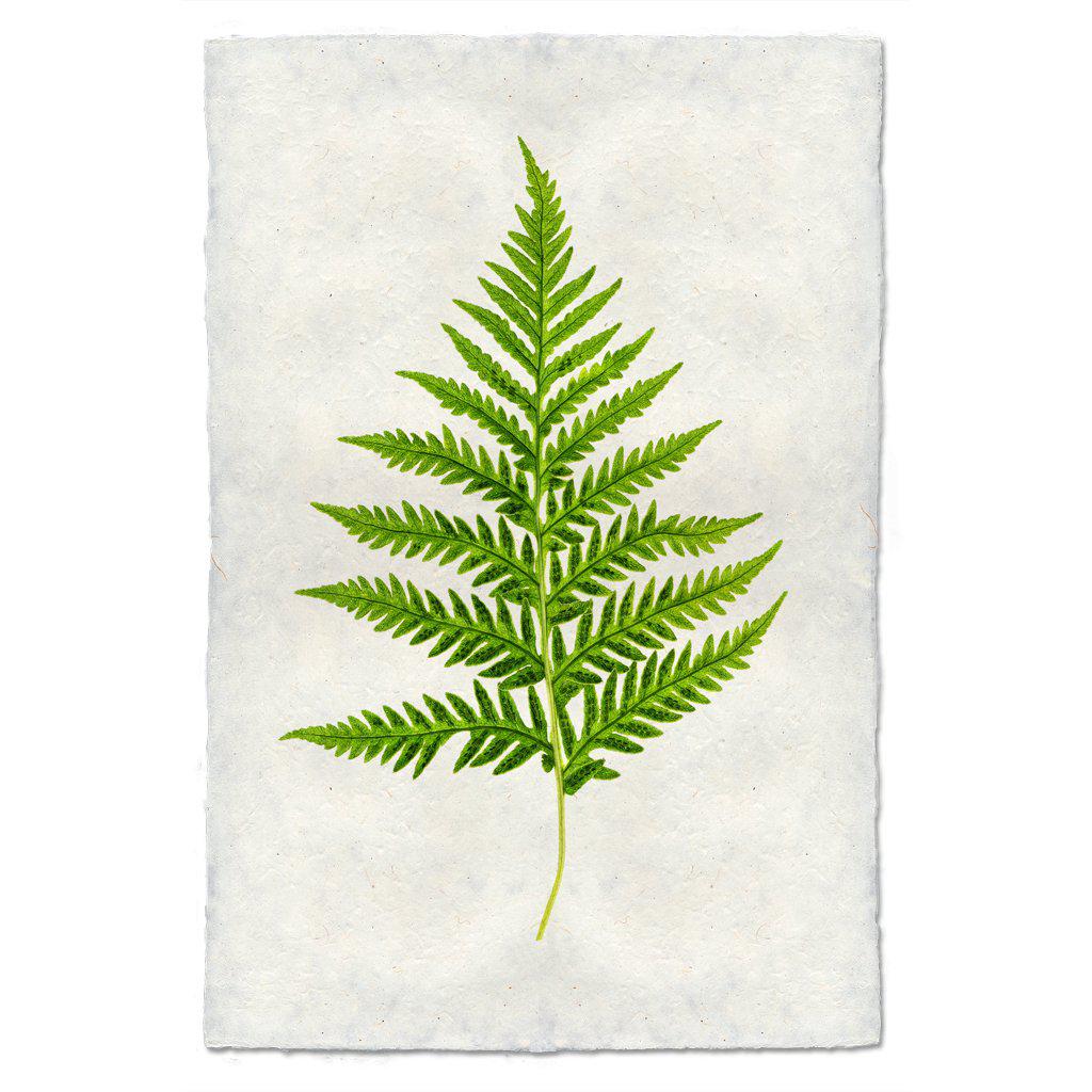 Fern #10