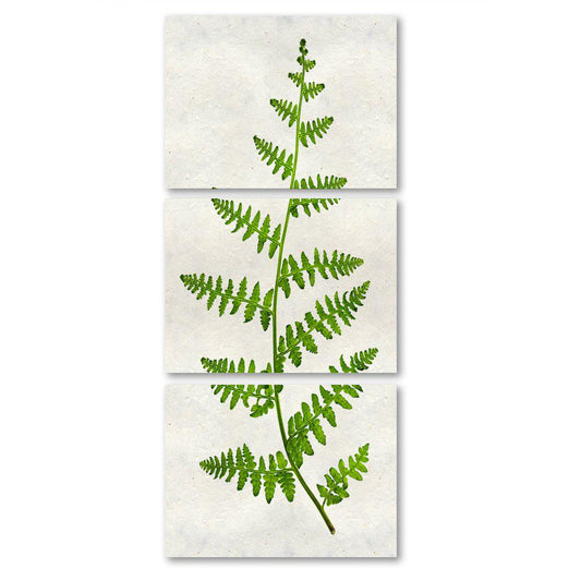 Fern #2 Trilogy