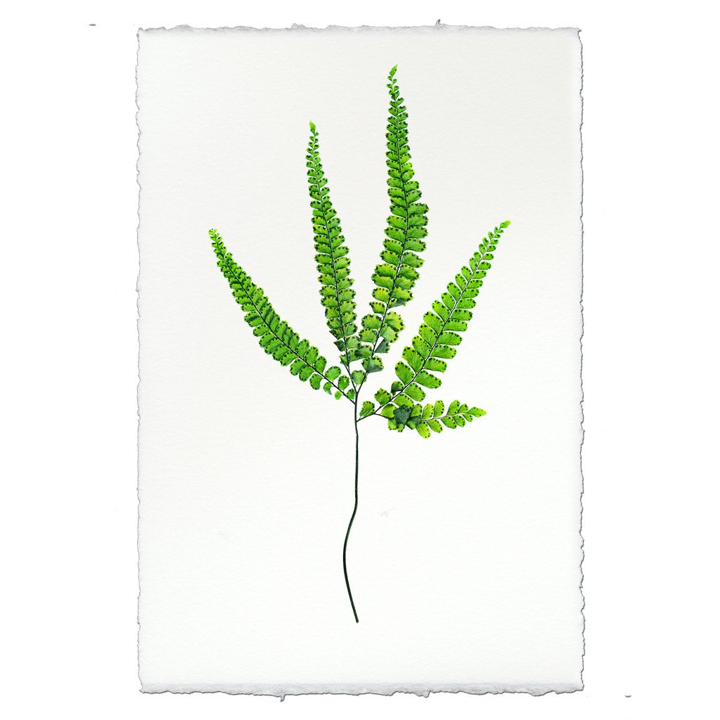 Fern #3