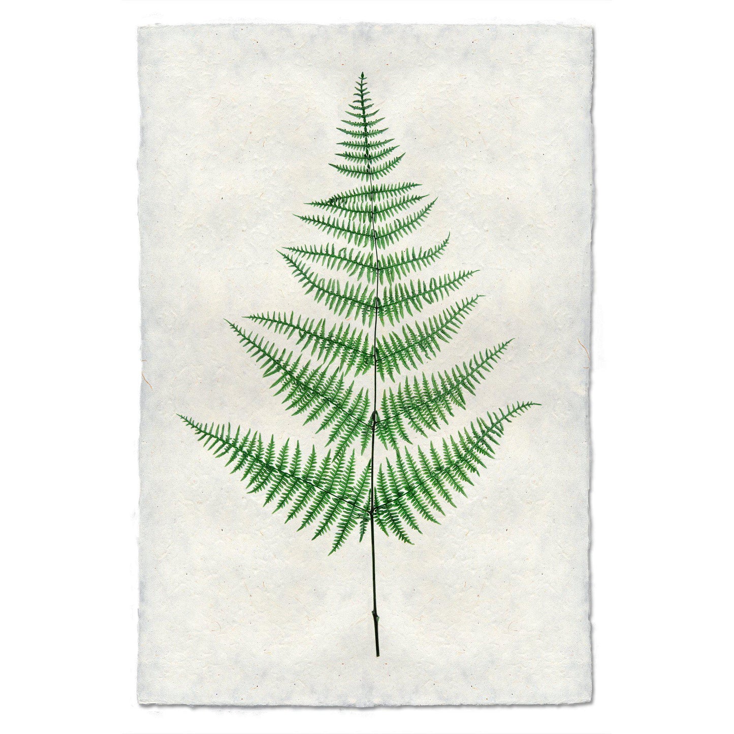 Fern #9