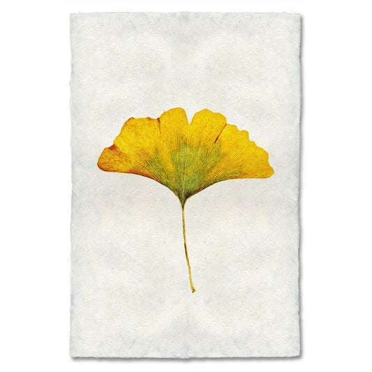 Yellow Ginkgo