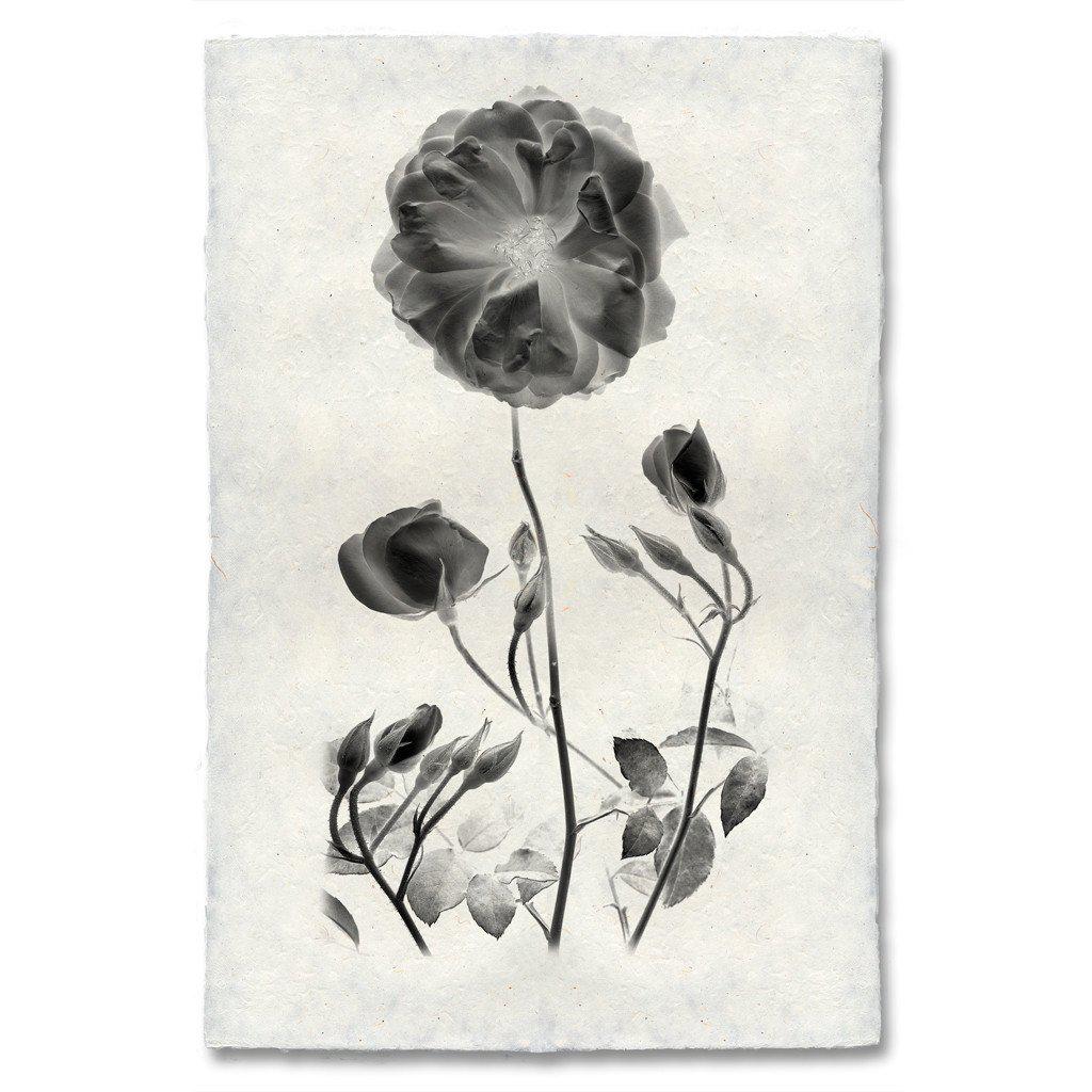 Graphite Rose #1