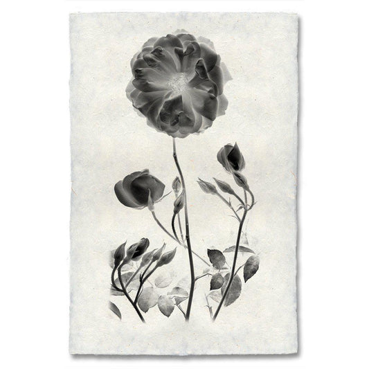 Graphite Rose #1