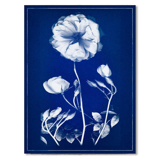 Graphite Rose blue print