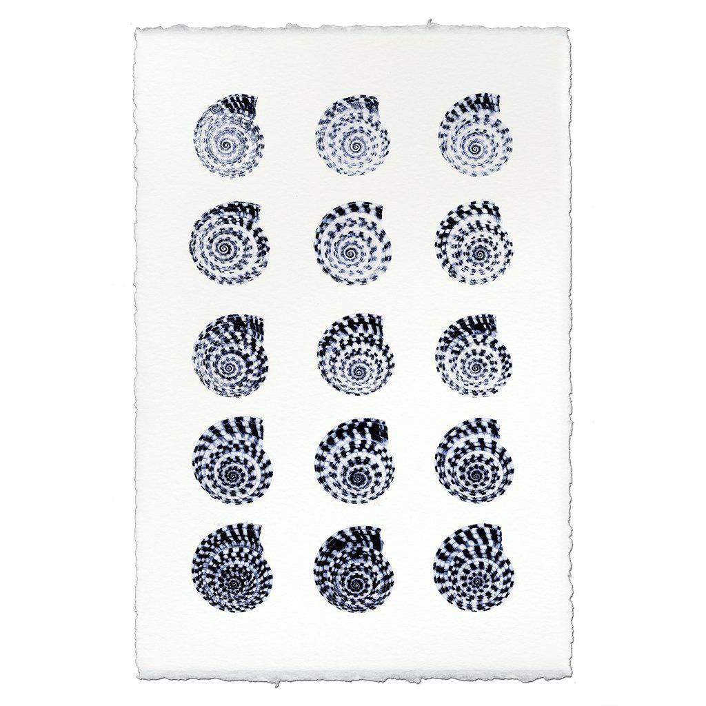 Heliacus Shells