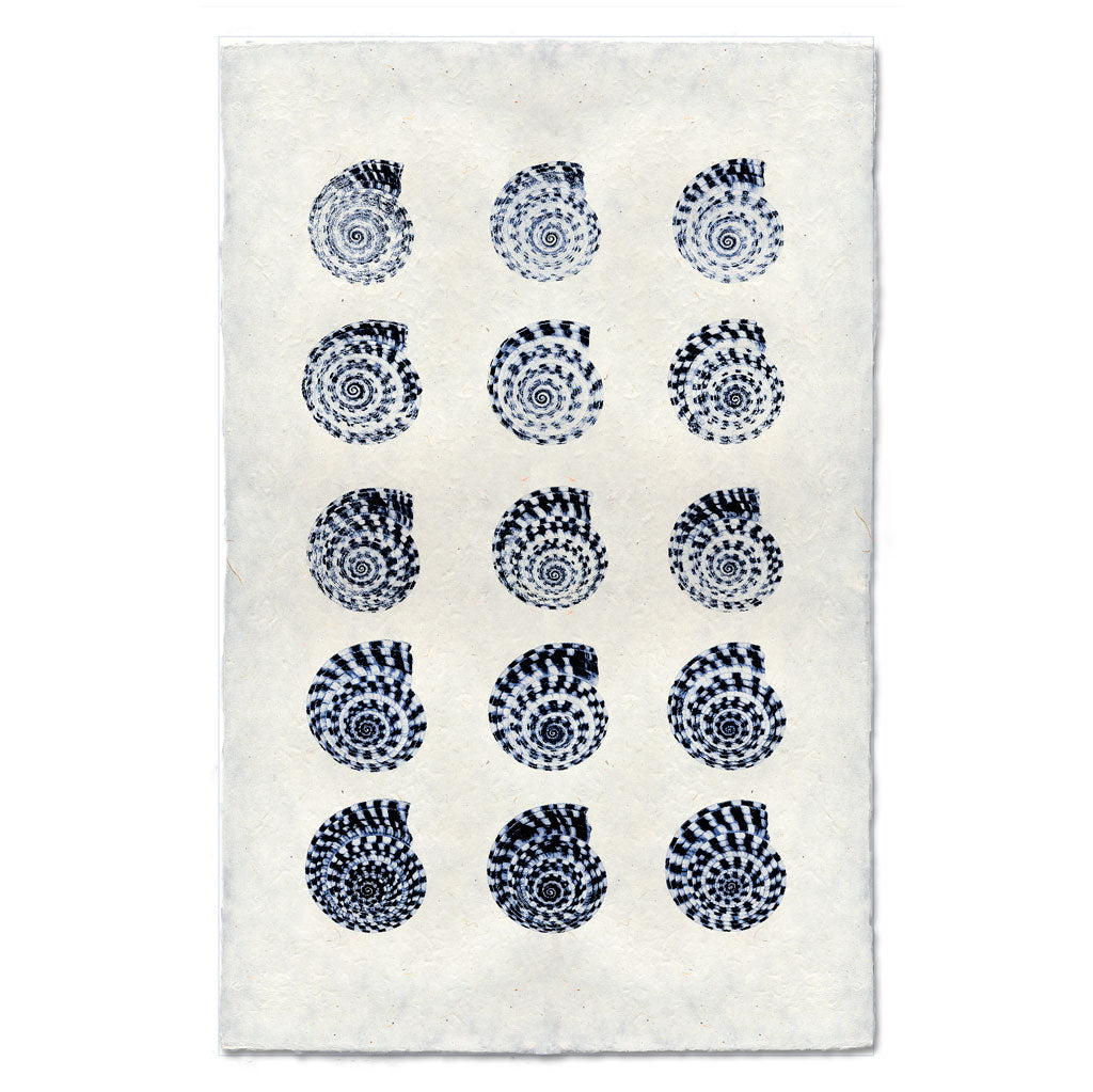 Heliacus Shells