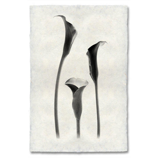 Lilies