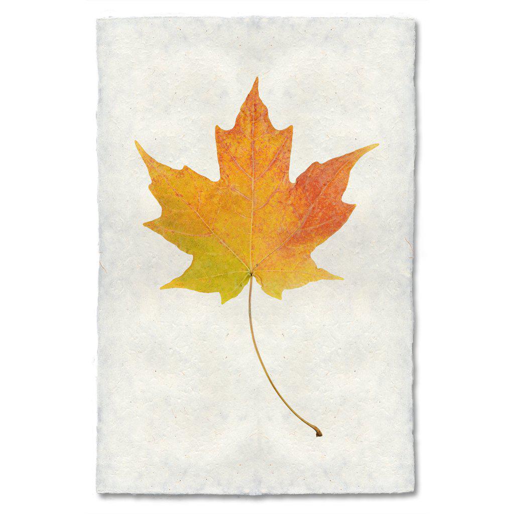 Maple – printstockist.com