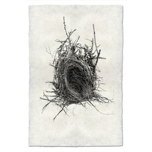 Nest Study #12